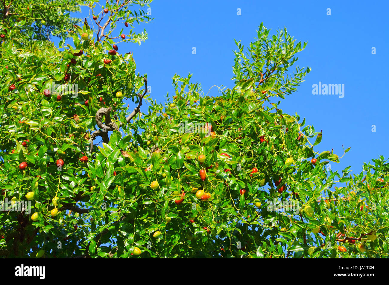 Blatt, Baum, Zweig, Datum, Lebensmittel, Nahrungsmittel, Blatt, süß, Baum, grün, braun, Stockfoto