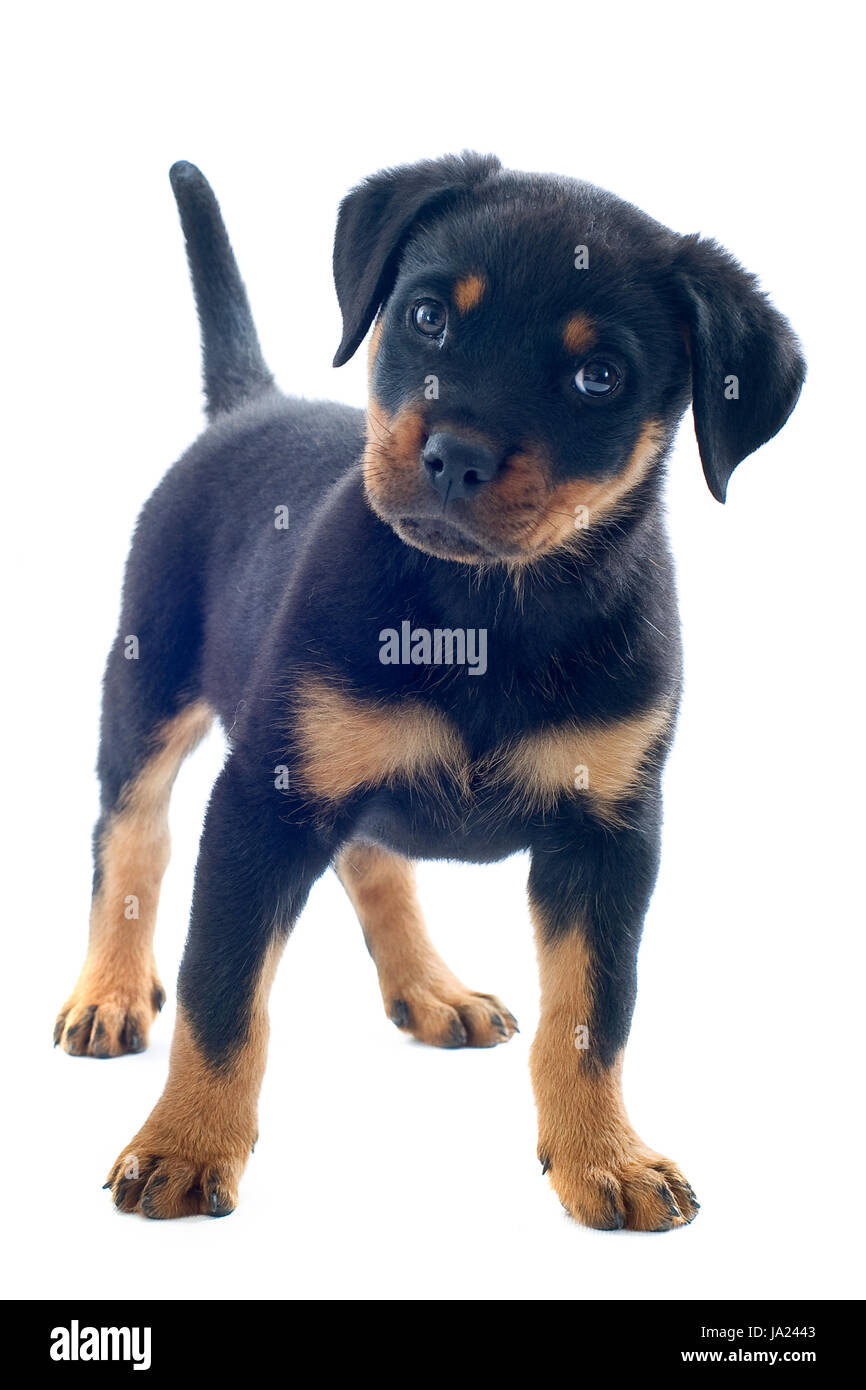 Tier, Haustier, Hund, Welpe, Jungtier, Baby, Rottweiler, jung, jünger,  Porträt Stockfotografie - Alamy