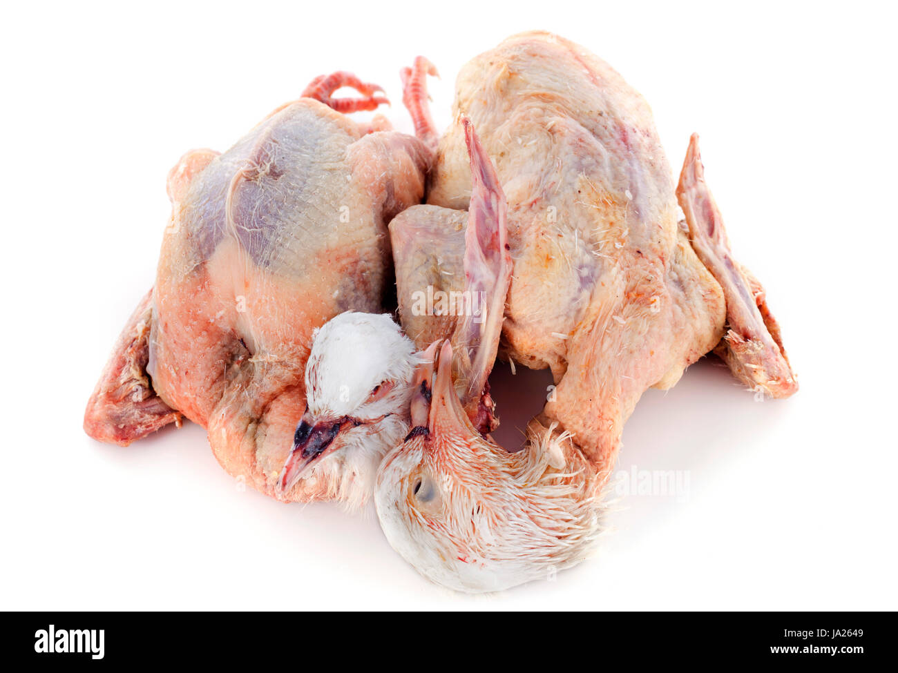 Geflügel, Taube, Rebhuhn, Toten, Fleisch, Lebensmittel, Nahrungsmittel, isoliert, Vogel, Studio, Stockfoto