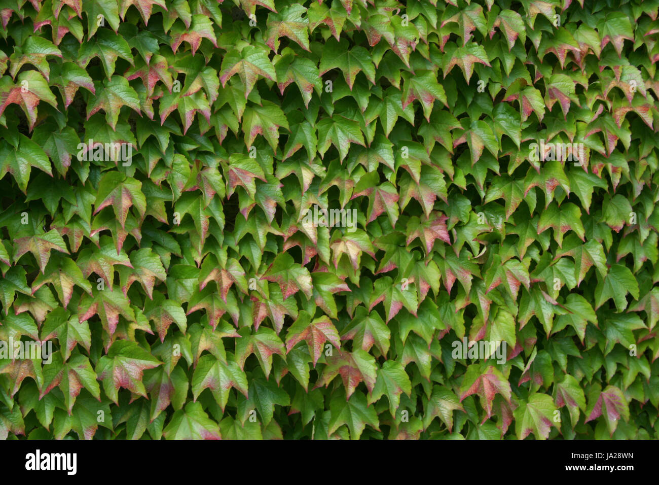 Grün, Blätter, Reben, Blätter, Dichte, Wand, Flora, Botanik, Standort Schuss Stockfoto