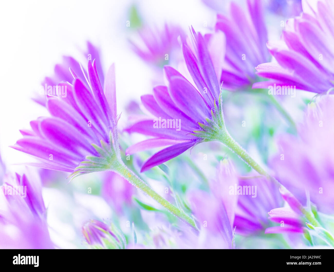 Feld, Blume, Blumen, Pflanzen, Frühling, lila, Daisy, Hintergrund, Hintergrund, Stockfoto