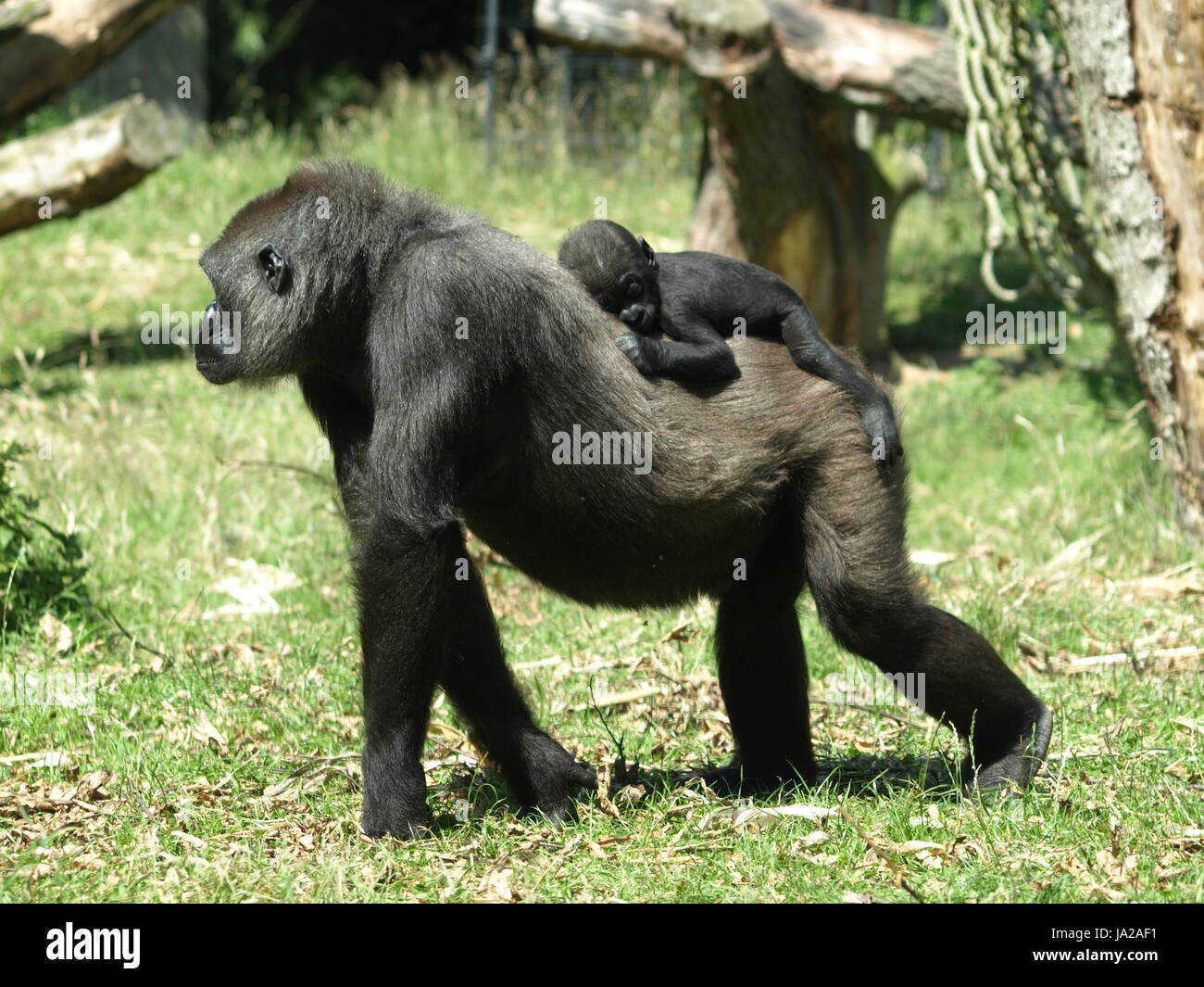 Afrika, Affe, Gorilla, Freilandforschung, Afrika, Affe, Affen, Gorilla, Stockfoto