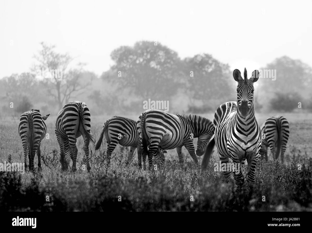 Wild, Tiere, schwarz, dunkelhäutigen, tiefschwarze, tiefschwarz, Zebra, Tierwelt, afrikanische, Stockfoto