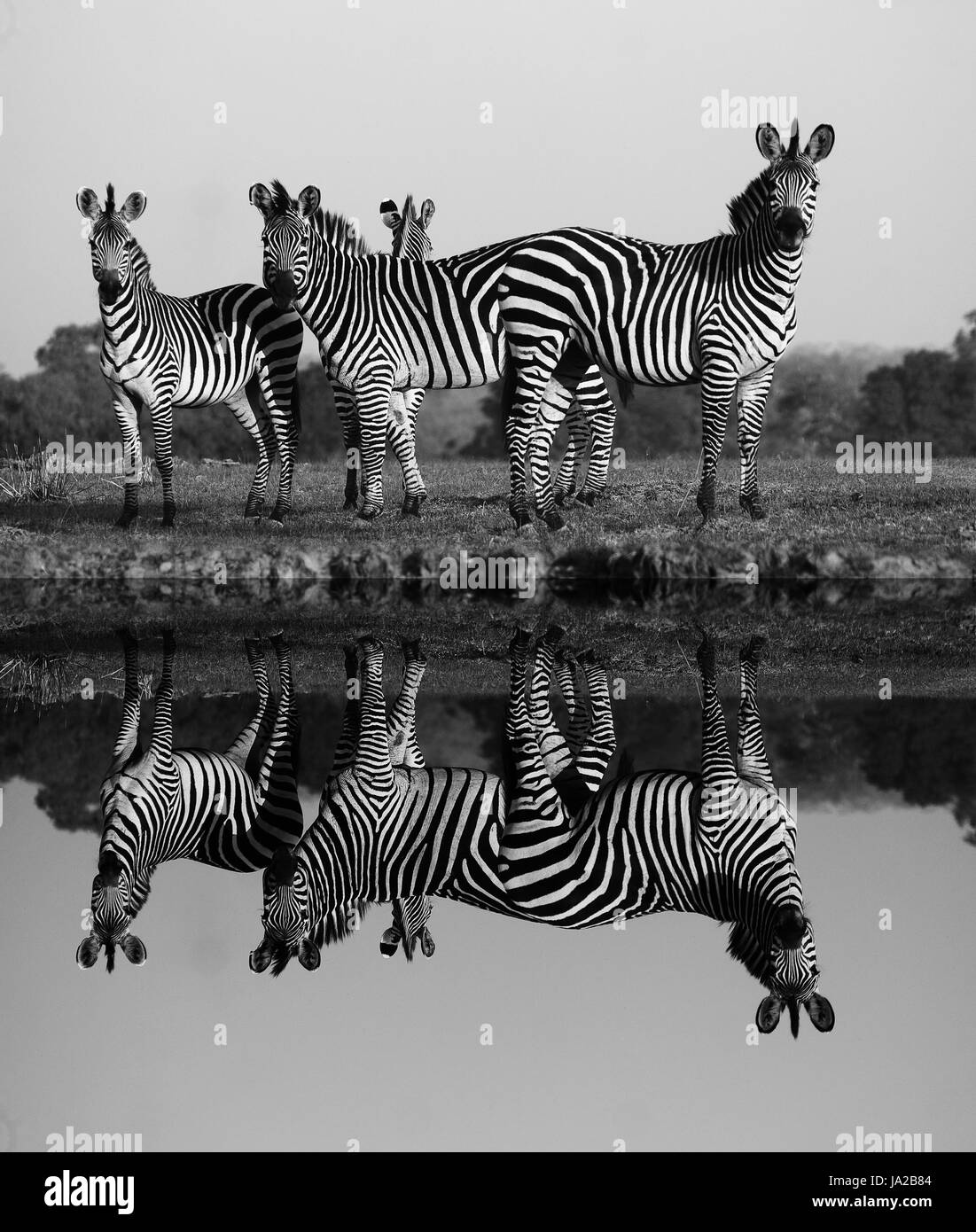 Reflexion, Zebra, Tiere, Wildtiere, afrikanisch, Herde, Wasser, isoliert, Pferd, Stockfoto