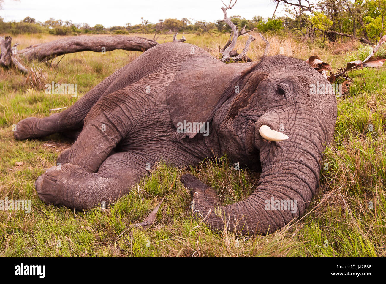 Elefant, Tiere, schlafen, schlafen, Wildtiere, müde, zu erleichtern, zu erleichtern, ruhen, Stockfoto