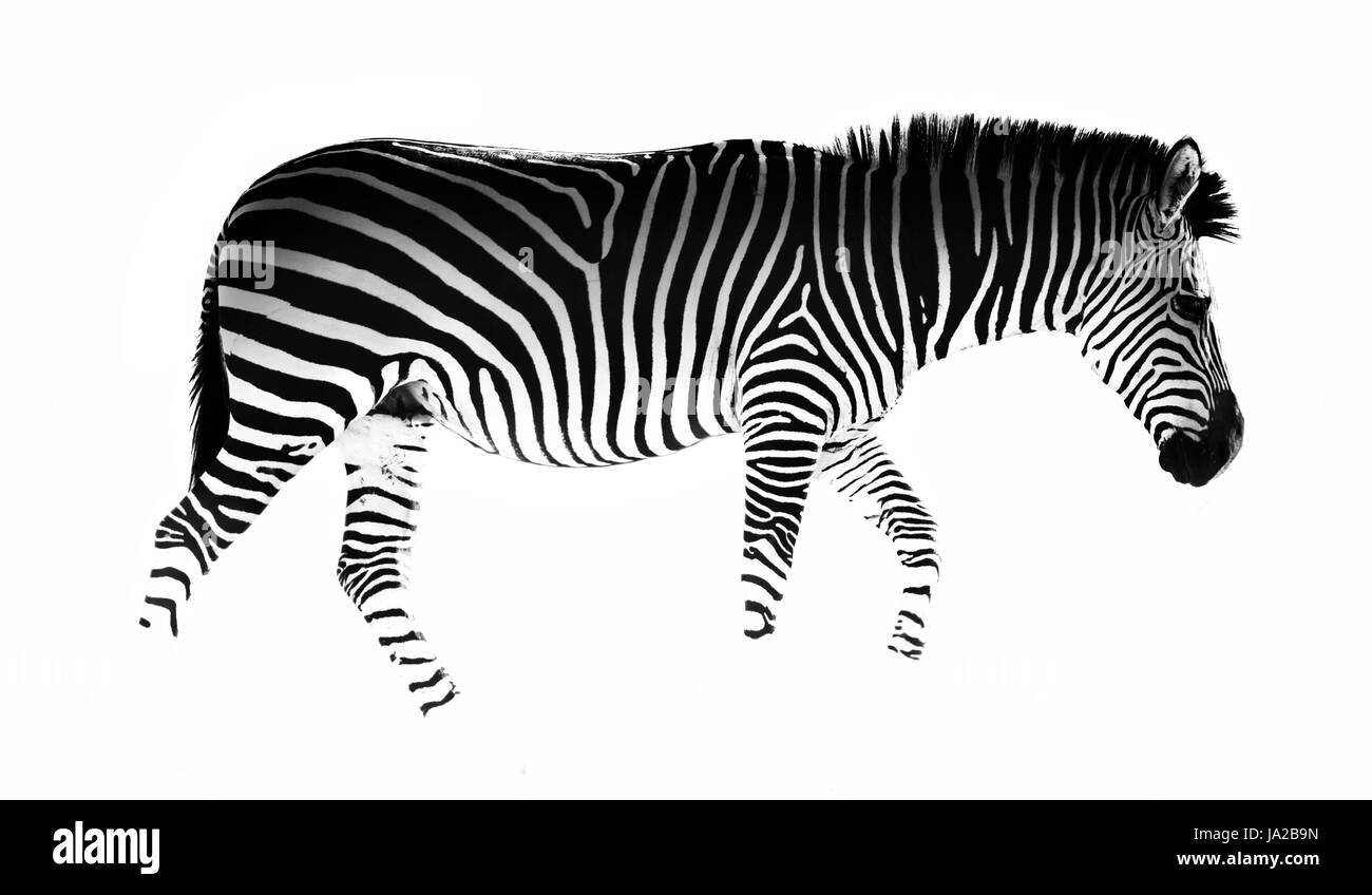 Tiere, schwarz, dunkelhäutigen, tiefschwarze, tiefschwarz, Zebra, Wildtiere, afrikanische, Stockfoto