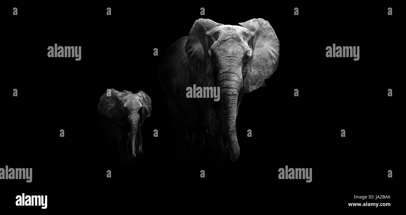 Wild, Elefanten, Tiere, Wildtiere, African, Afrika, Safari, Tier, Säugetier Stockfoto