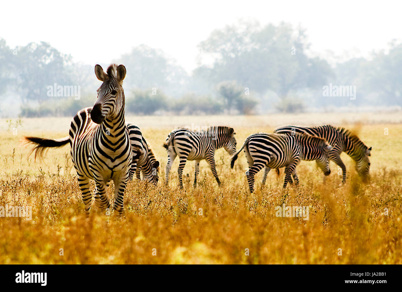 Tiere, Wildtiere, Männlich, männliche, Zebra Afrika, Safari, Herde, isoliert, Stockfoto