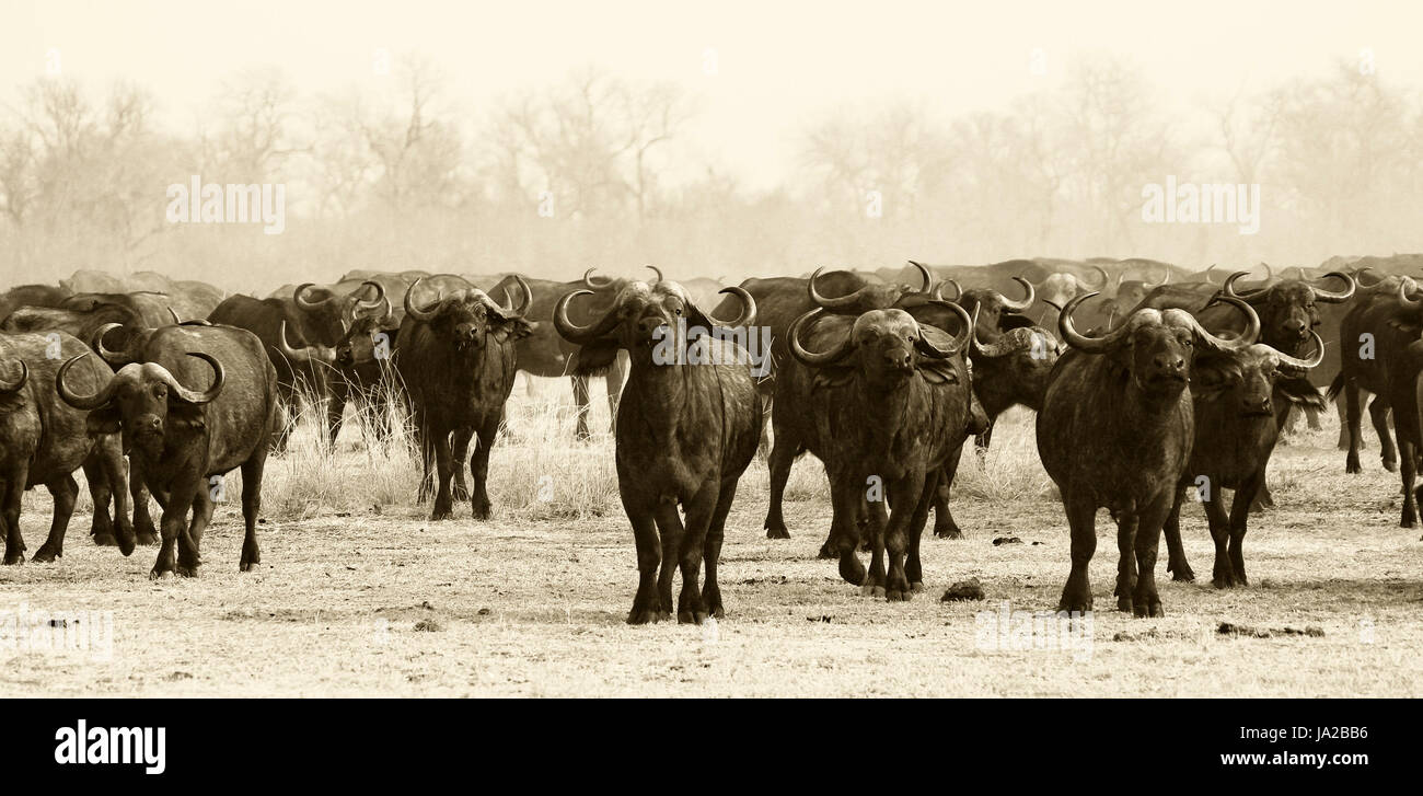 Wild, Afrika, Tiere, Wildtiere, Safari, Herde, Monochrom, Büffel, groß, groß, Stockfoto
