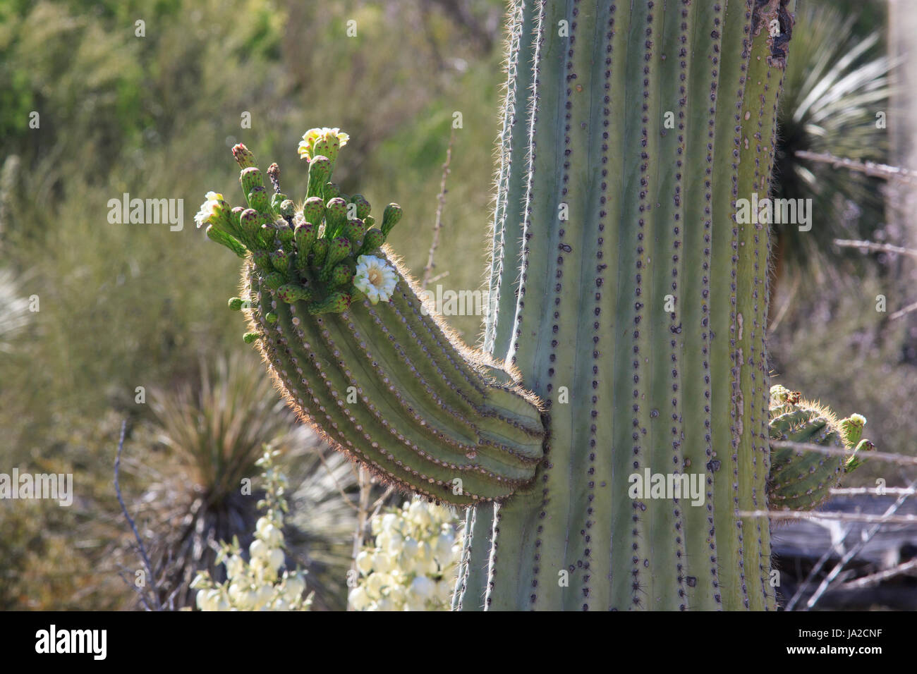 Saguaro-Kaktus (Carnegiea Gigantea) mit Blumen. Stockfoto