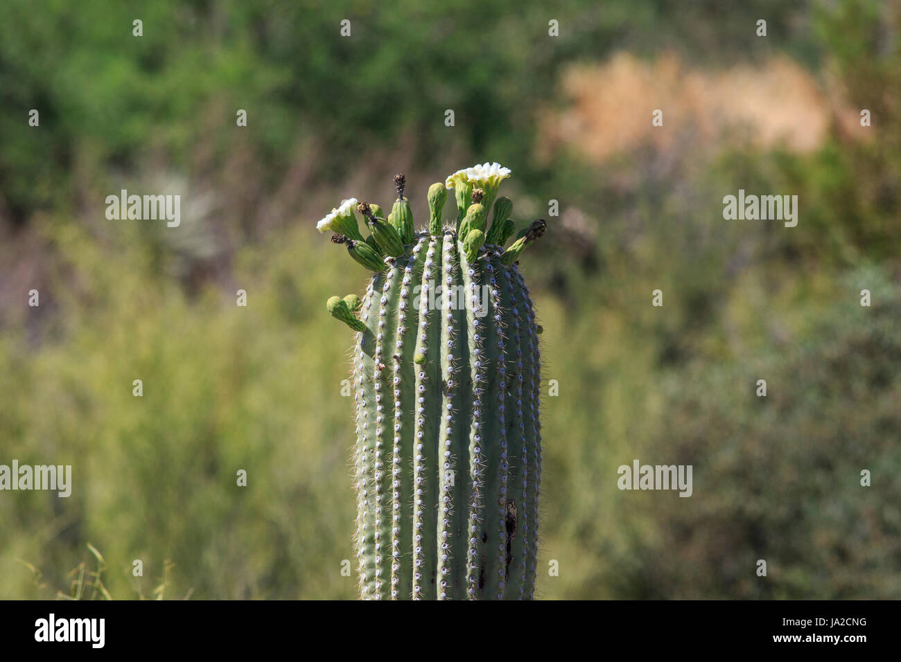 Saguaro-Kaktus (Carnegiea Gigantea) mit Blumen. Stockfoto