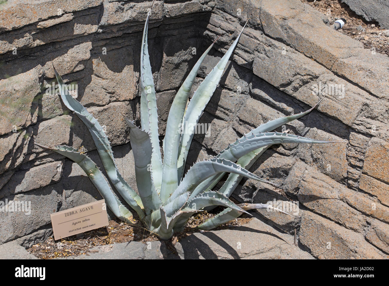 Zebra-Agave (Agave Zebra) Stockfoto