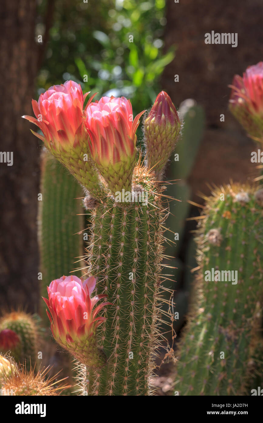 Torch Kaktus (Trichocereus hybrid) in voller Blte Stockfotografie - Alamy