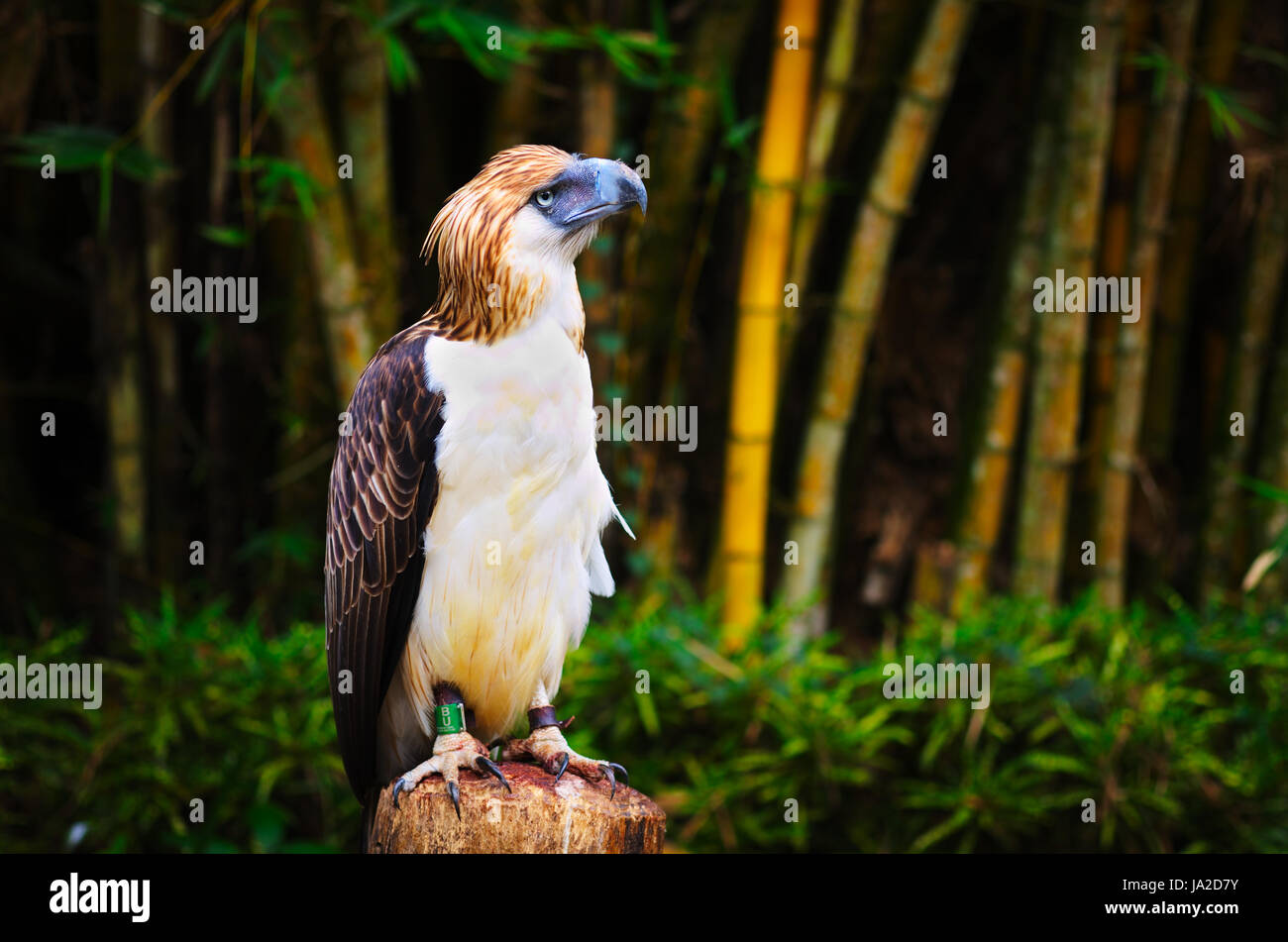 Großer Philippinen Adler Stockfoto