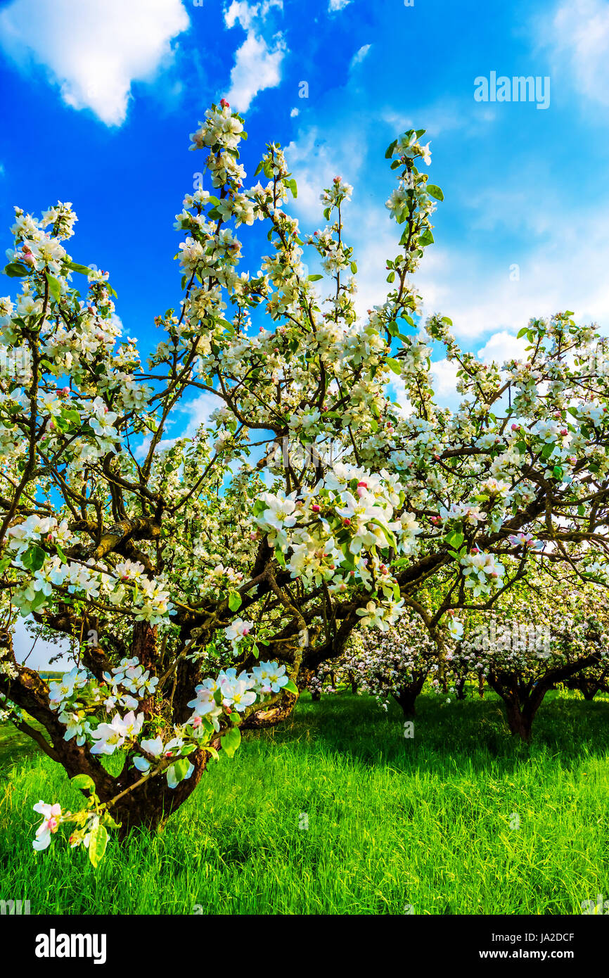 Blühende Apfelbäume im Frühling Stockfoto