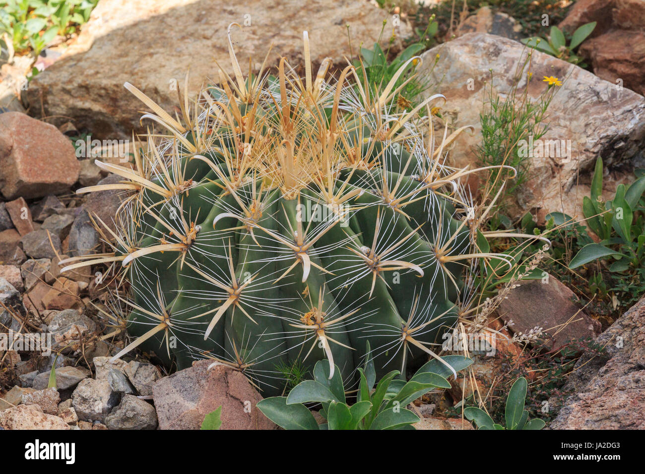 Kakteen In Der Wüste Wikipedia Spines cactaceae -Fotos und -Bildmaterial in hoher Auflösung – Alamy