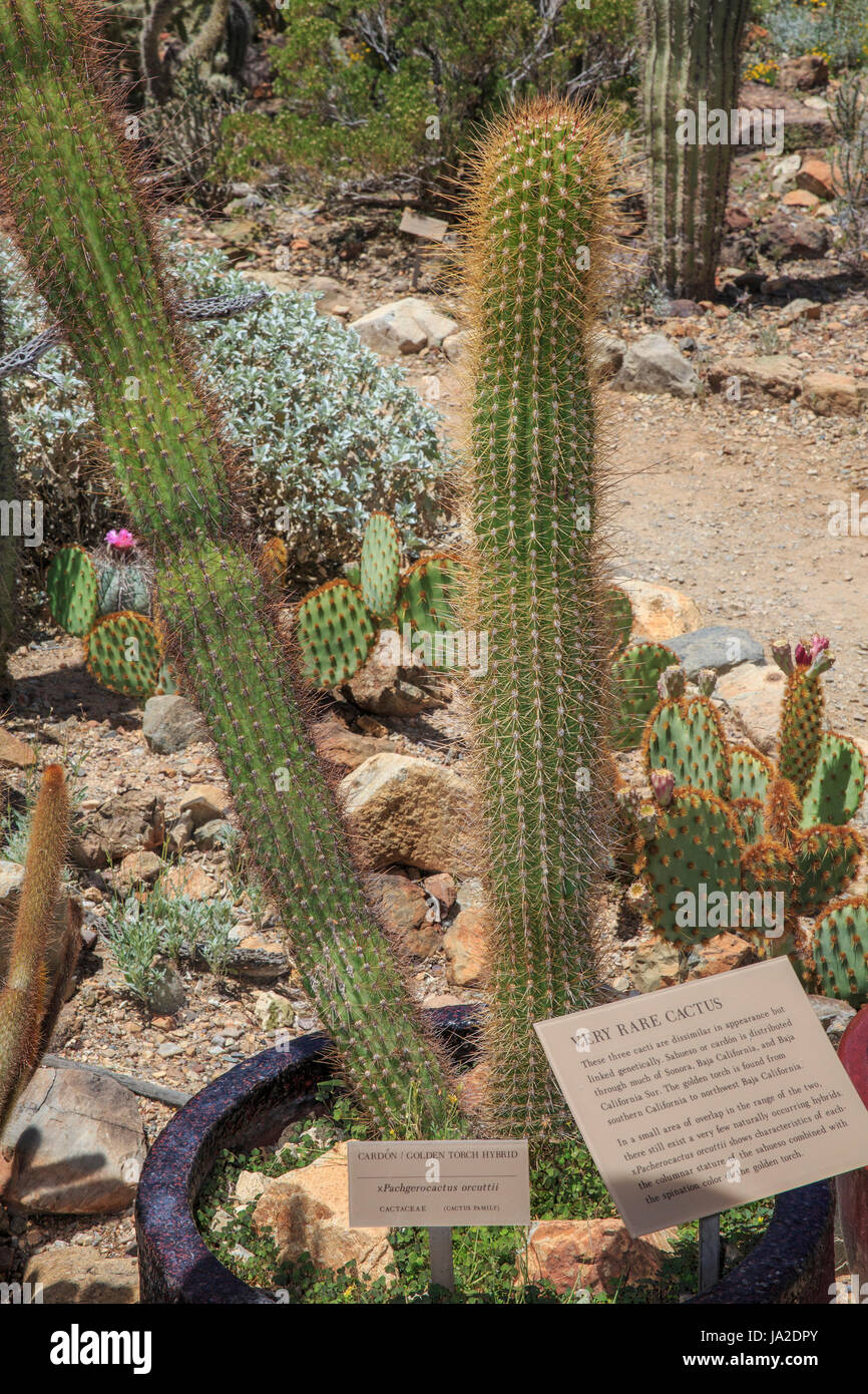 Golden Torch Kaktus Hybrid (Bergerocactus emoryi x Pachgerocactus orcuttii) Stockfoto