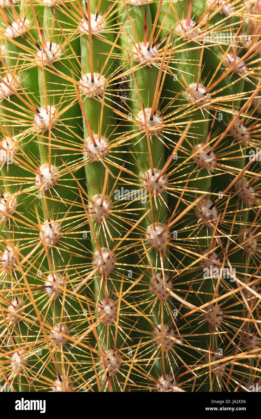 Nahaufnahme des Kaktus Rippen und Dornen. Stockfoto