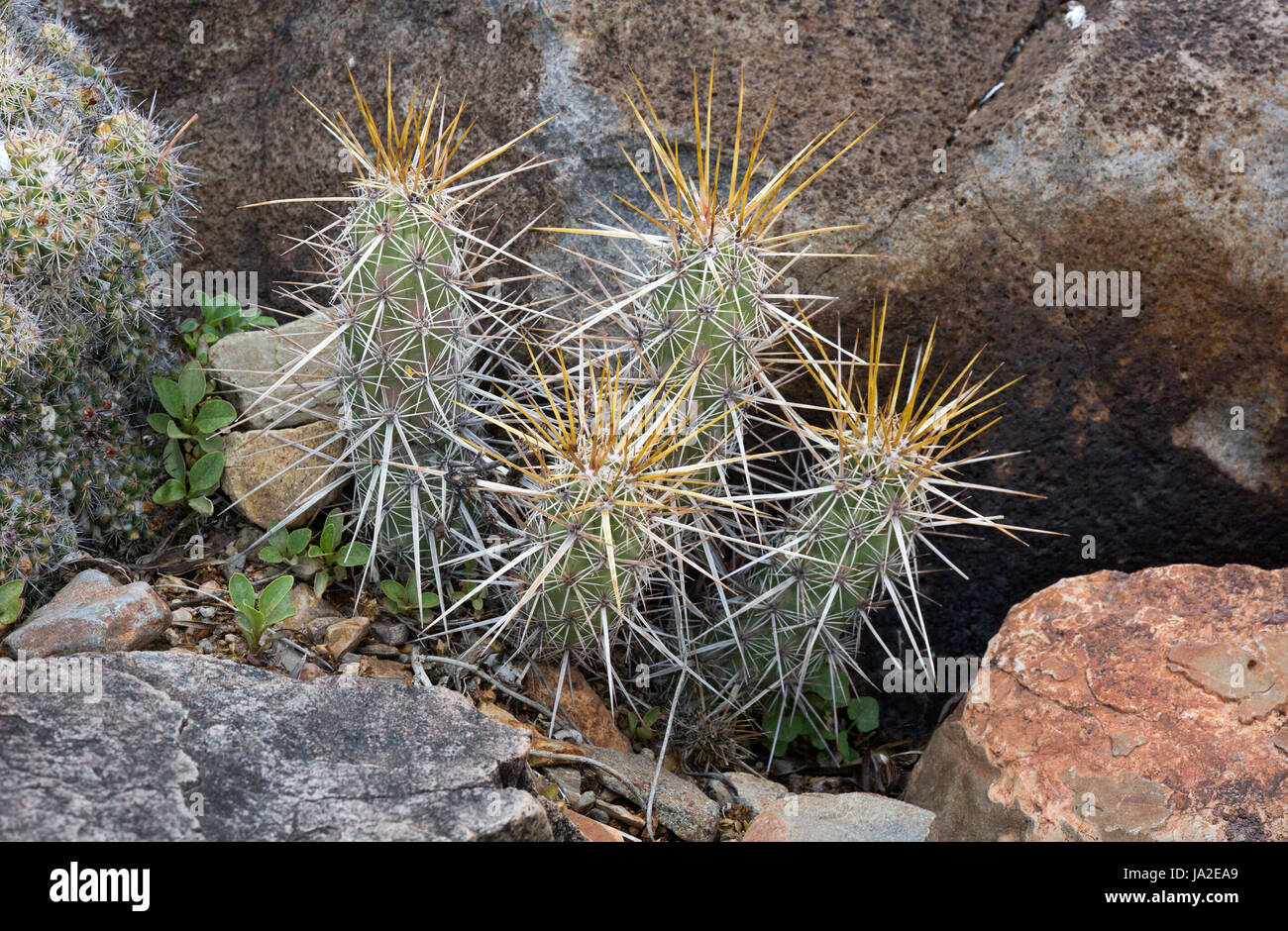 Kakteen In Der Wüste Wikipedia Spines cactaceae -Fotos und -Bildmaterial in hoher Auflösung – Alamy