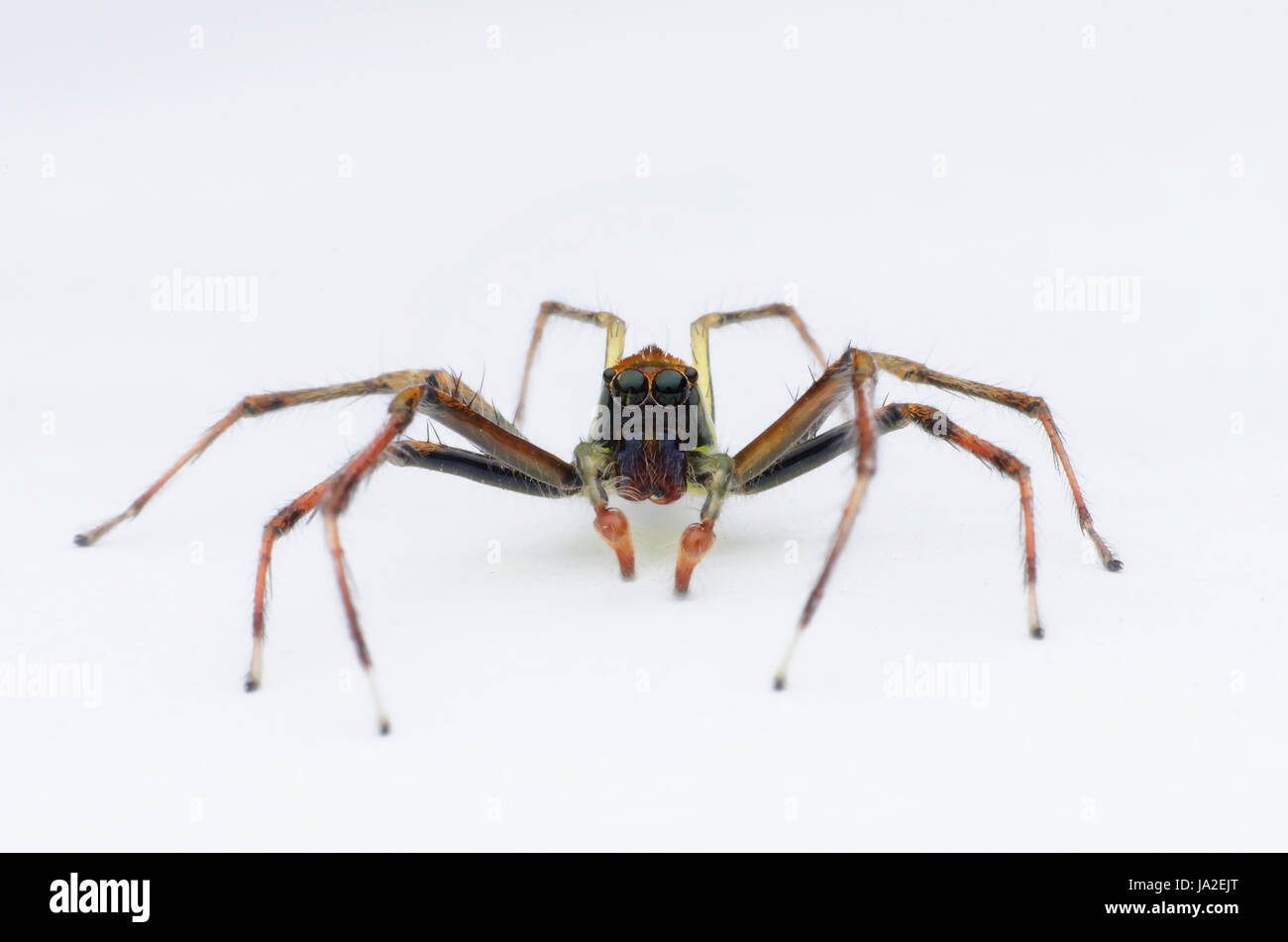 Springspinne isoliert auf weißem Hintergrund. Epeus.SP Stockfoto