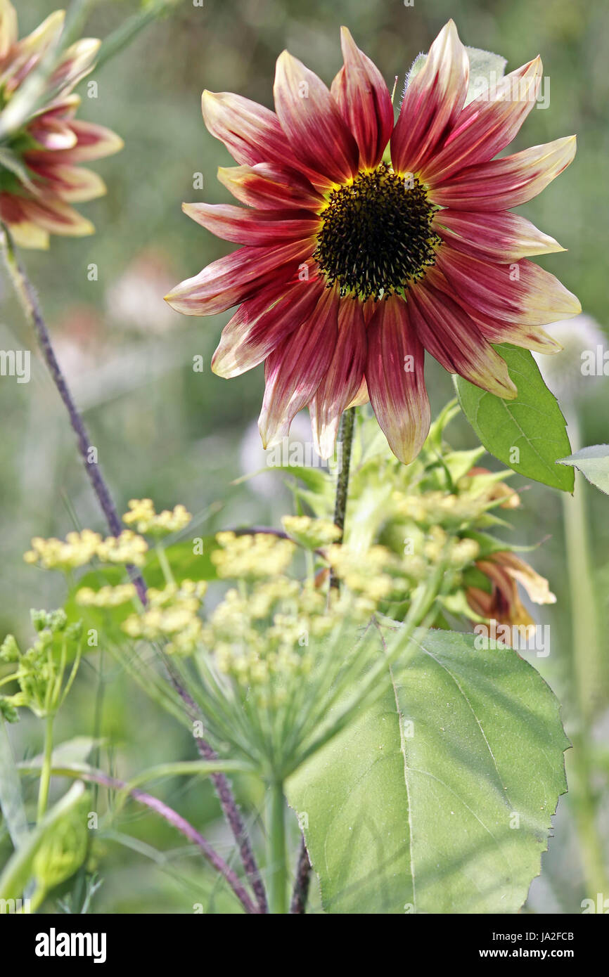 Blume, Sonnenblume, Pflanze, rötlich-braun, rot, Garten, Blume, Pflanze, braun, Stockfoto