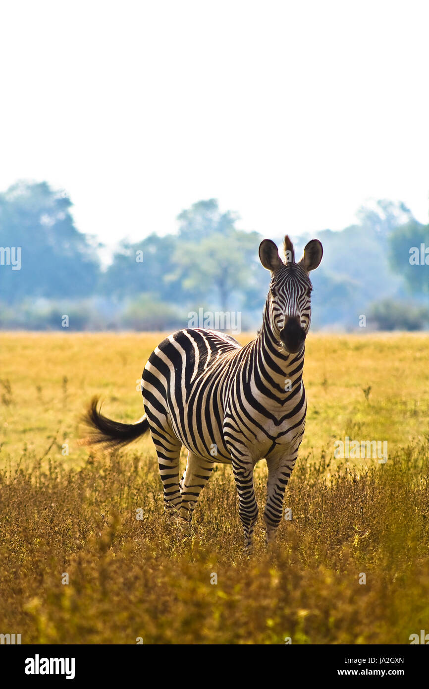 Tier, Wild, Zebra, Afrika, Safari, Park, Tier, Säugetier, Wild, Zebra, Stockfoto