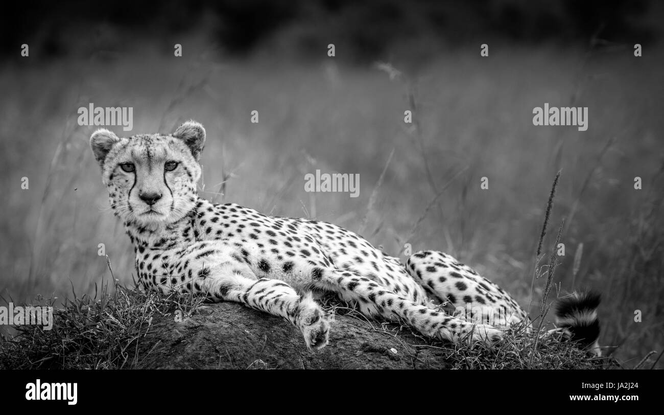 Schöne afrikanische Tierwelt Stockfoto