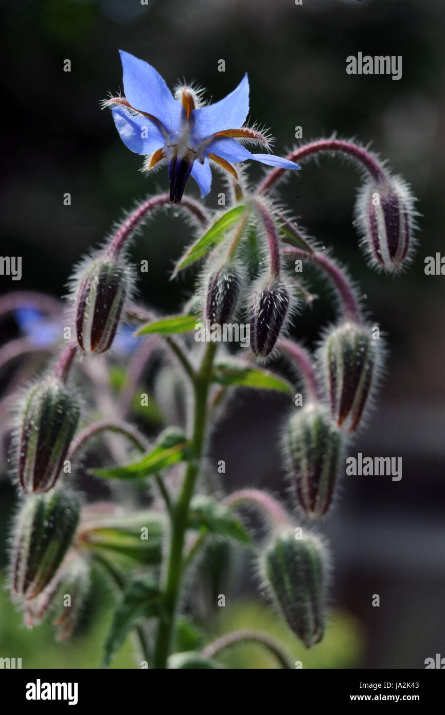 Gartenpflanze Borretsch (Borrango Officinalis) Stockfoto