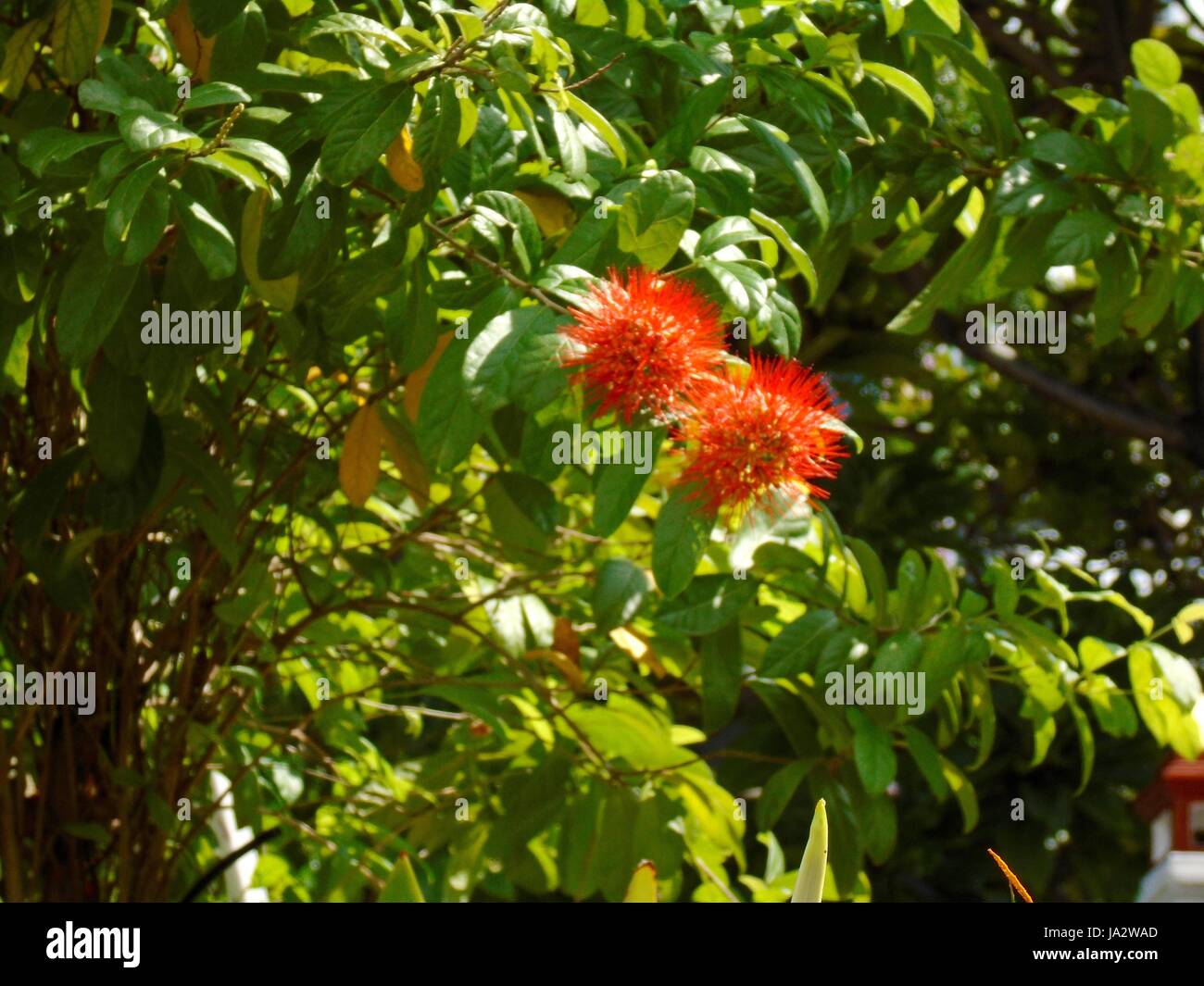 Rambutan gesunde einheimische tropische Früchte in Südostasien in Pattaya Thailand Stockfoto