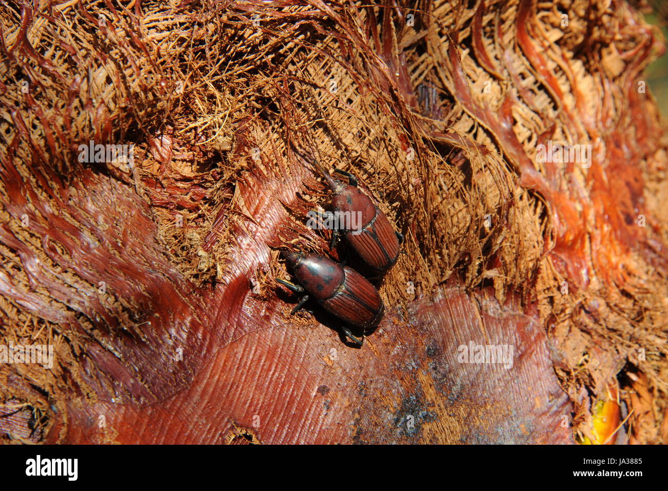 Pest, Picudo Rojo Rhynchophorus Ferrugineus, Roter Palmen Rsselkfer, picudo Stockfoto