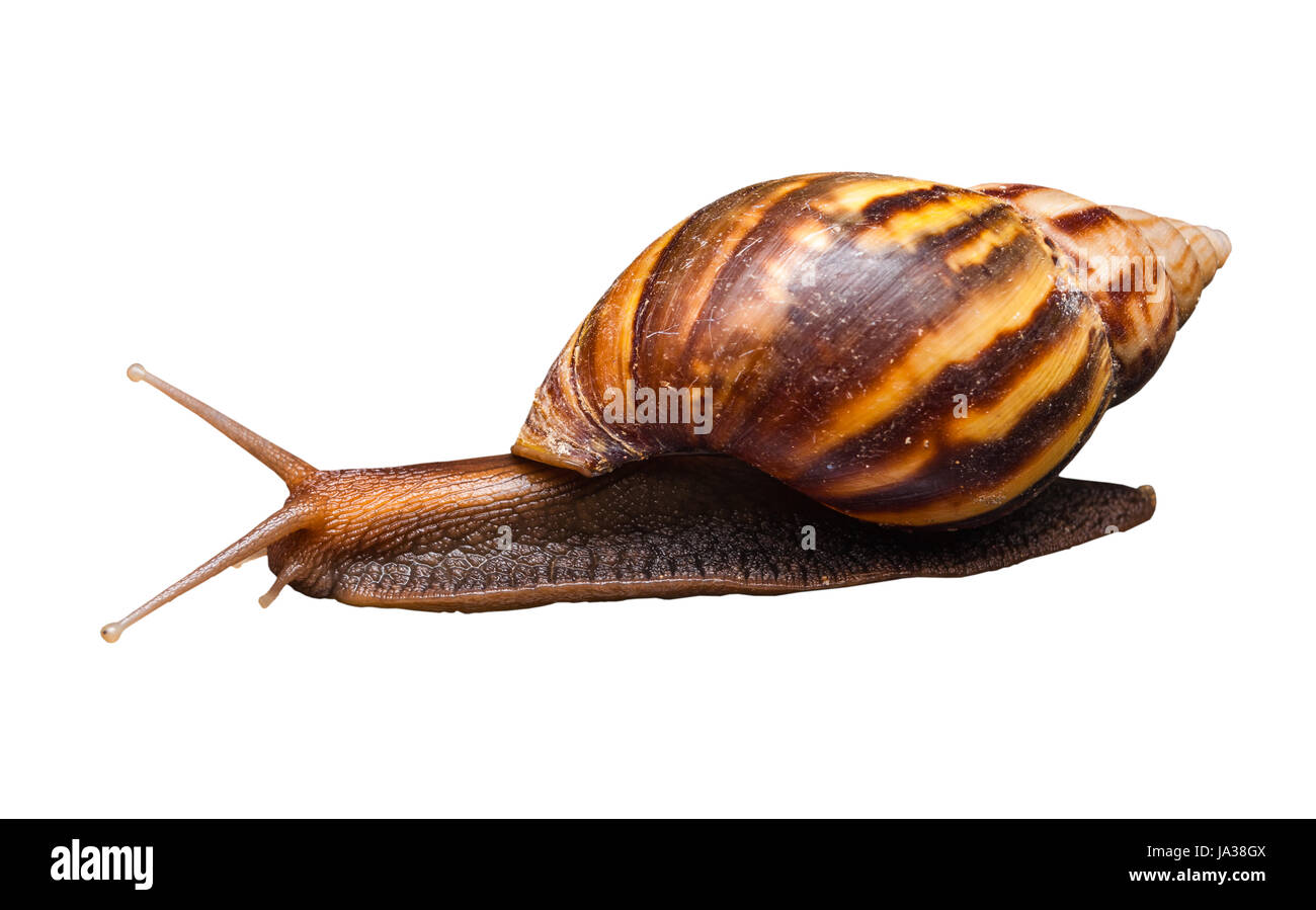 Closeup, Wandern Bulimoild konische Schnecke, isoliert Stockfoto