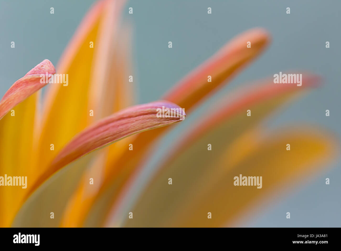 Soft-Focus Makro Gerbera Stockfoto