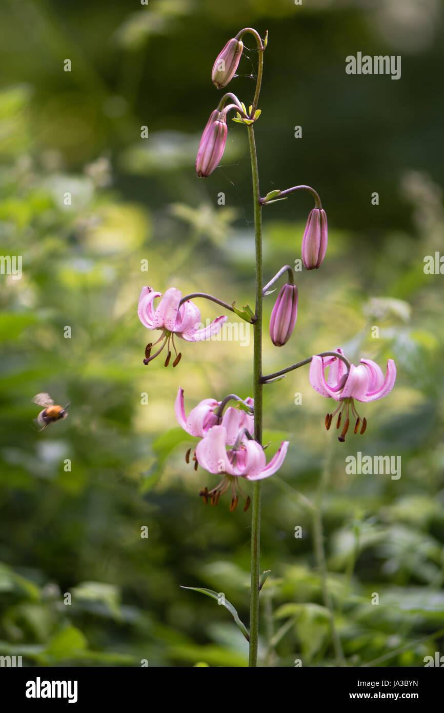 Martagon-Lilie (Lilium Martagon) blühen im britischen Wald. Pflanze aka Turk Kappe Lilie wächst wild in Großbritannien, im Mittelalter eingeführt Stockfoto