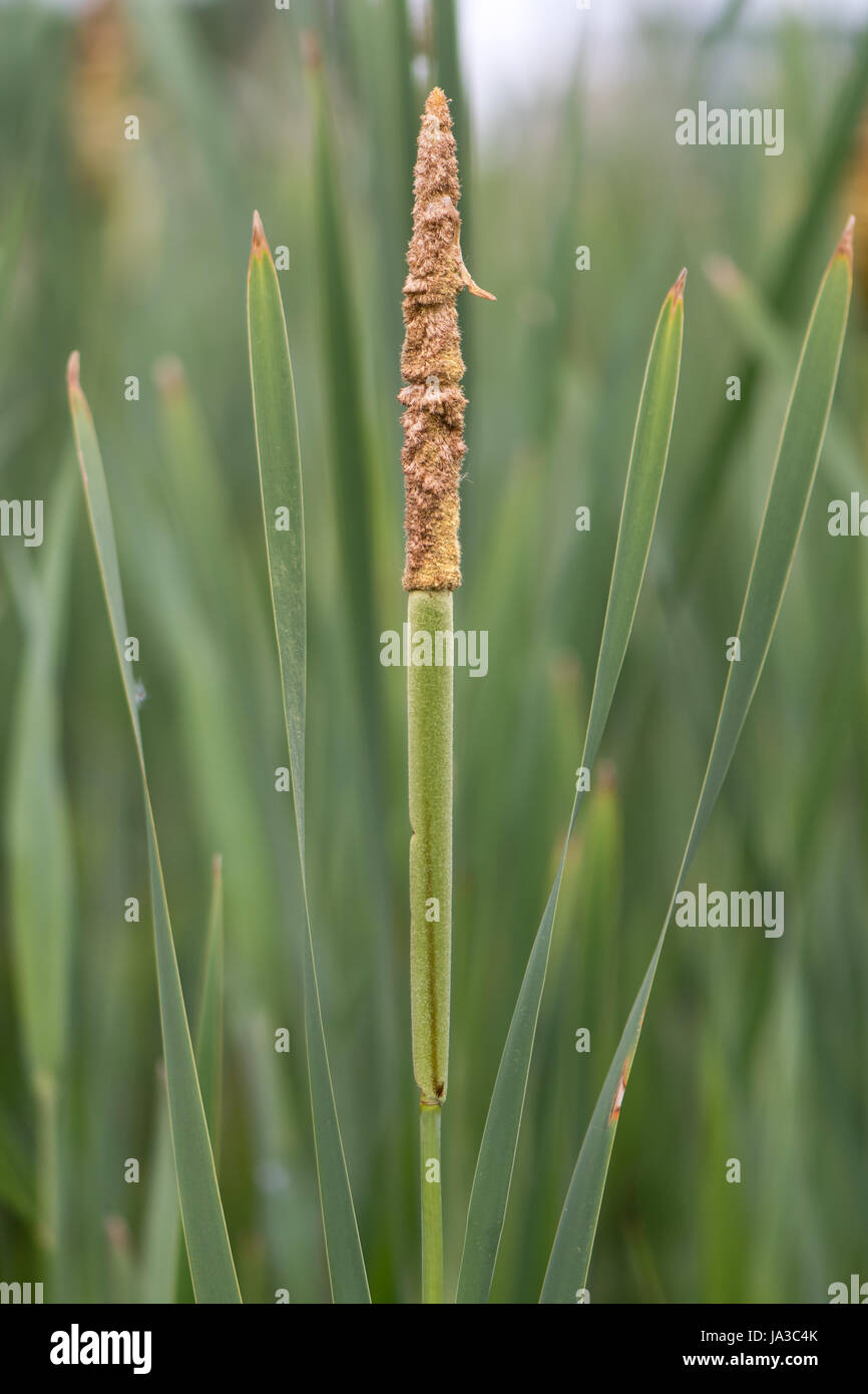 Kleiner Rohrkolben (Typha Angustifolia) Blütenstand. Pollen produzieren männliche Struktur über weibliche Teil-Werks in Familie Typhaceae, aka weniger reedmace Stockfoto