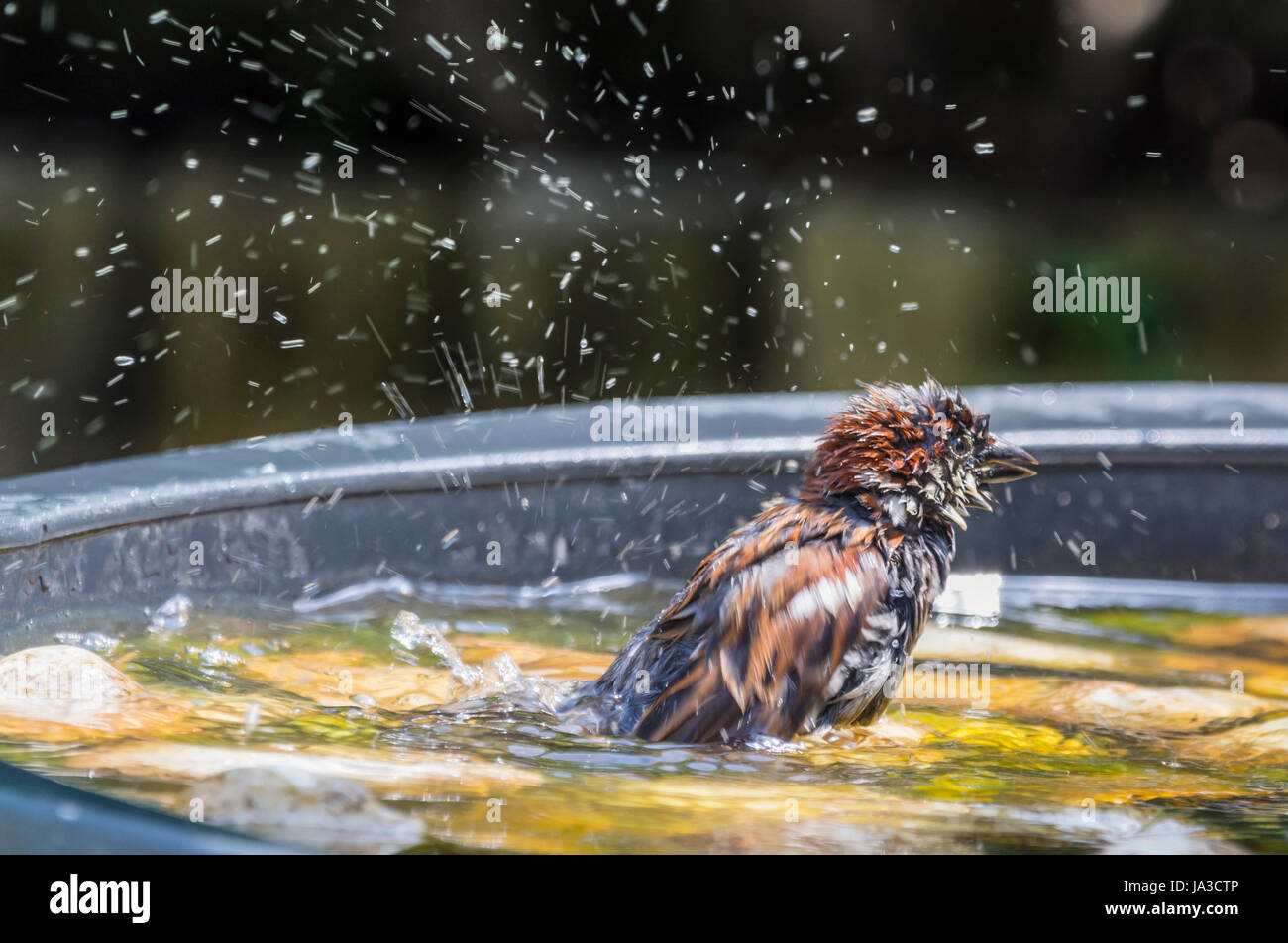 Haussperling. Erwachsene männliche Haussperling (Passer Domesticus) in eine Vogeltränke Spritzwasser. Stockfoto