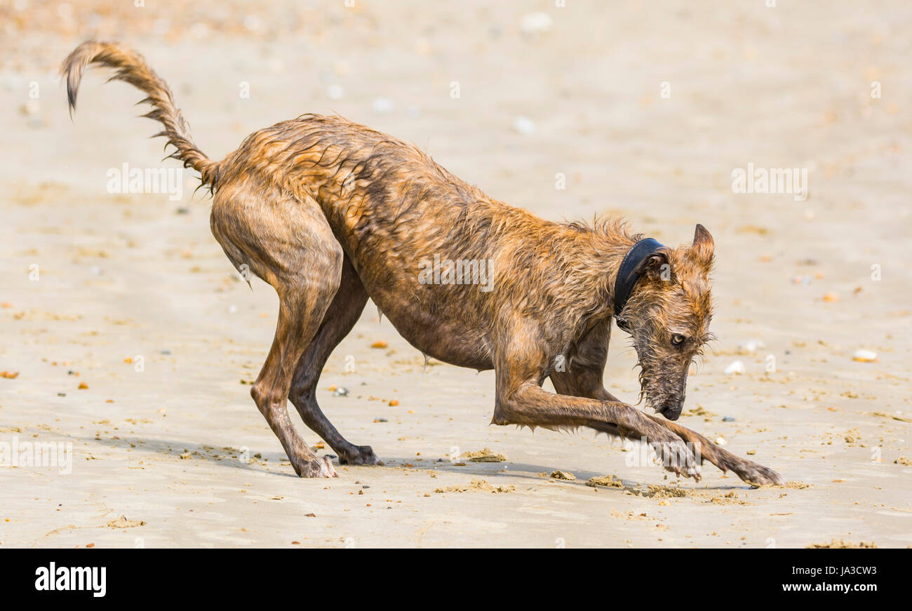 Scottish Deerhound Lurcher Hund spielen im Sand am Strand. Stockfoto
