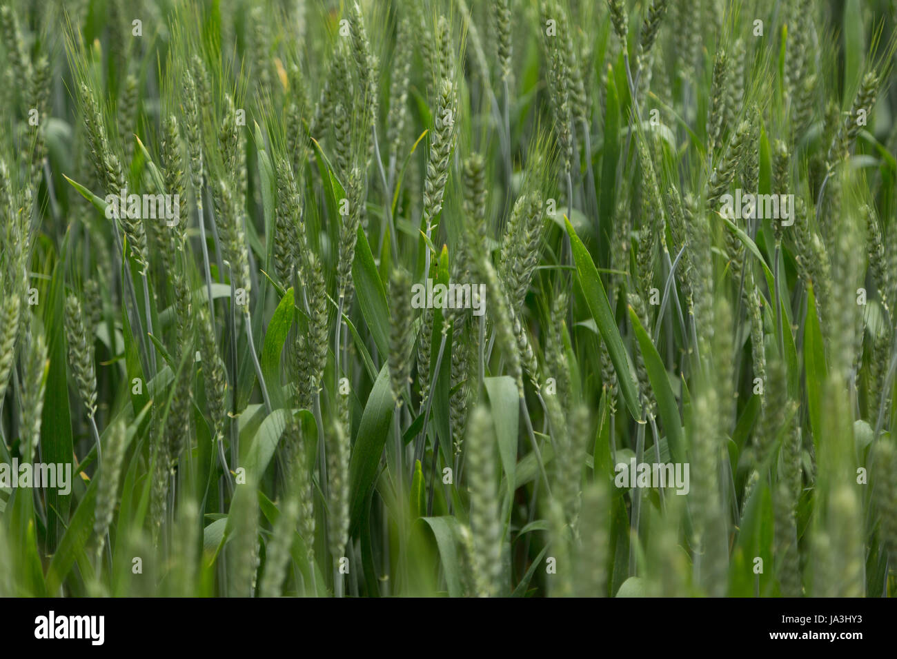 Eine Nahaufnahme Foto von einem Getreidefeld in Europa. Stockfoto