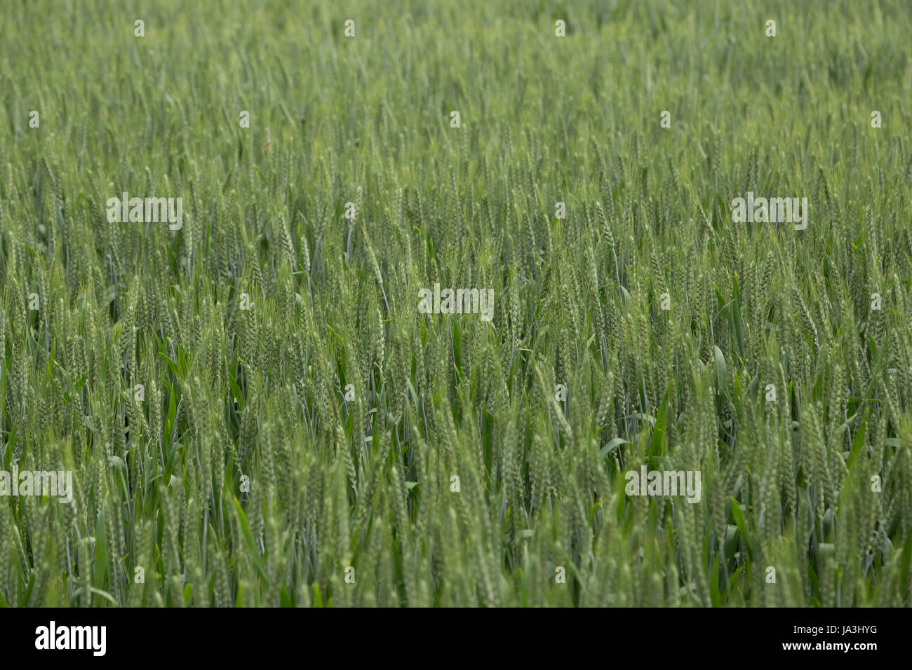Eine Nahaufnahme Foto von einem Getreidefeld in Europa. Stockfoto