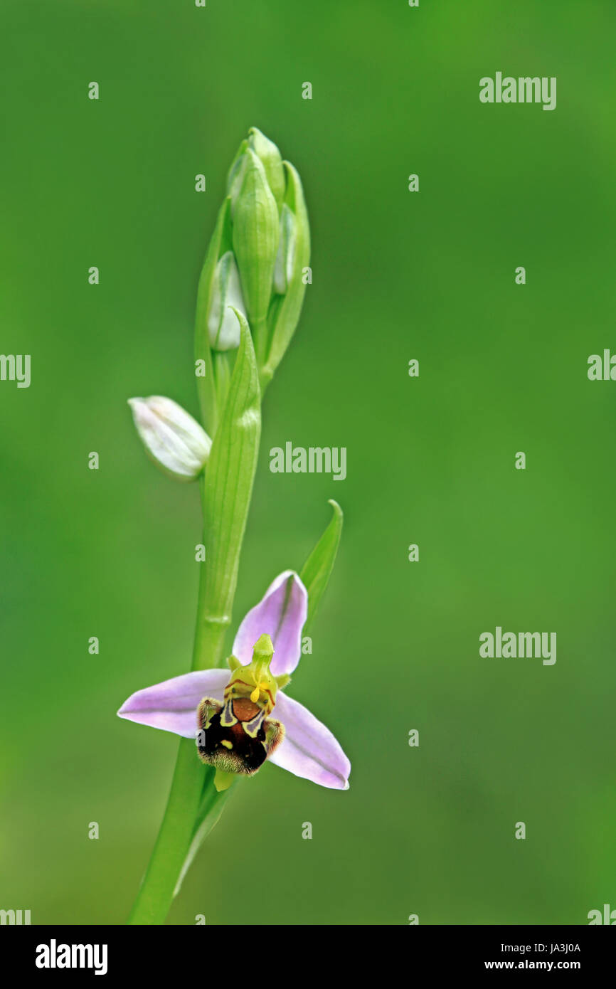 Native, Blume, Orchidee, Pflanze, Makro, Nahaufnahme, Makro-Aufnahme, Nahaufnahme Stockfoto