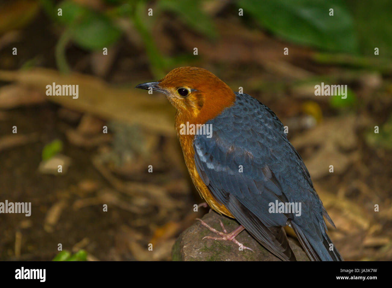 Orange leitete Soor bei Slimbridge Stockfoto