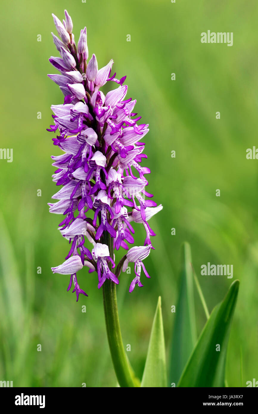 Blume, Orchidee, Pflanzen, schön, beauteously, hübsche, Makro, Nahaufnahme, Makro Stockfoto