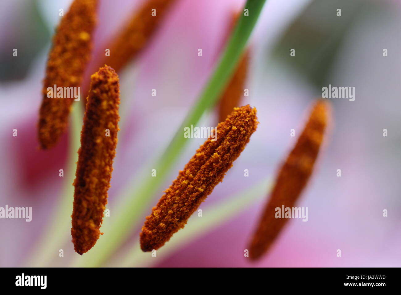 Lilium Stockfoto