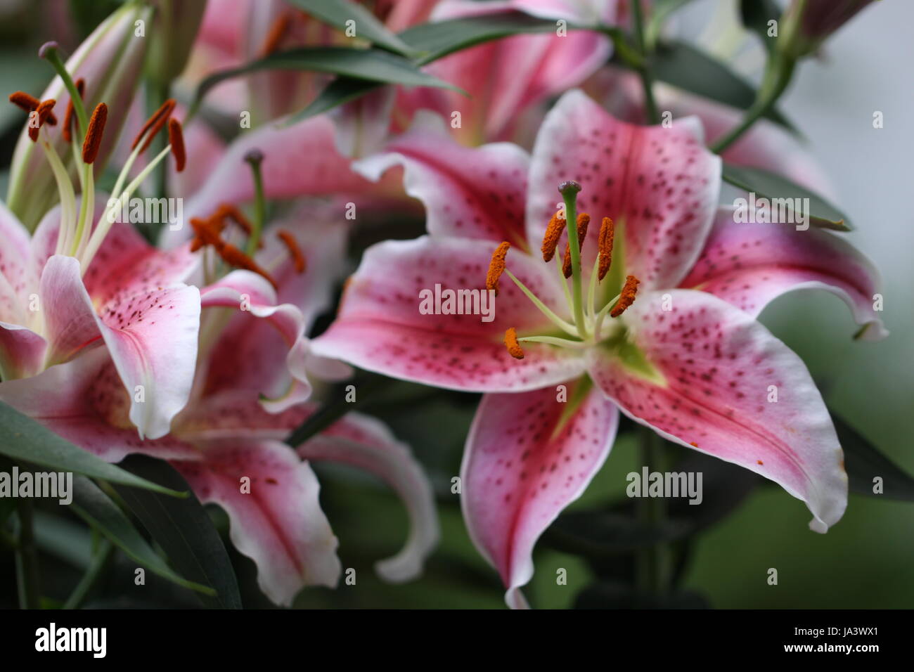 Blume, Pflanze, Blumen, Lilie, Lilien, Damaszener Rose, rosa, Glanz, scheint, hell, Stockfoto