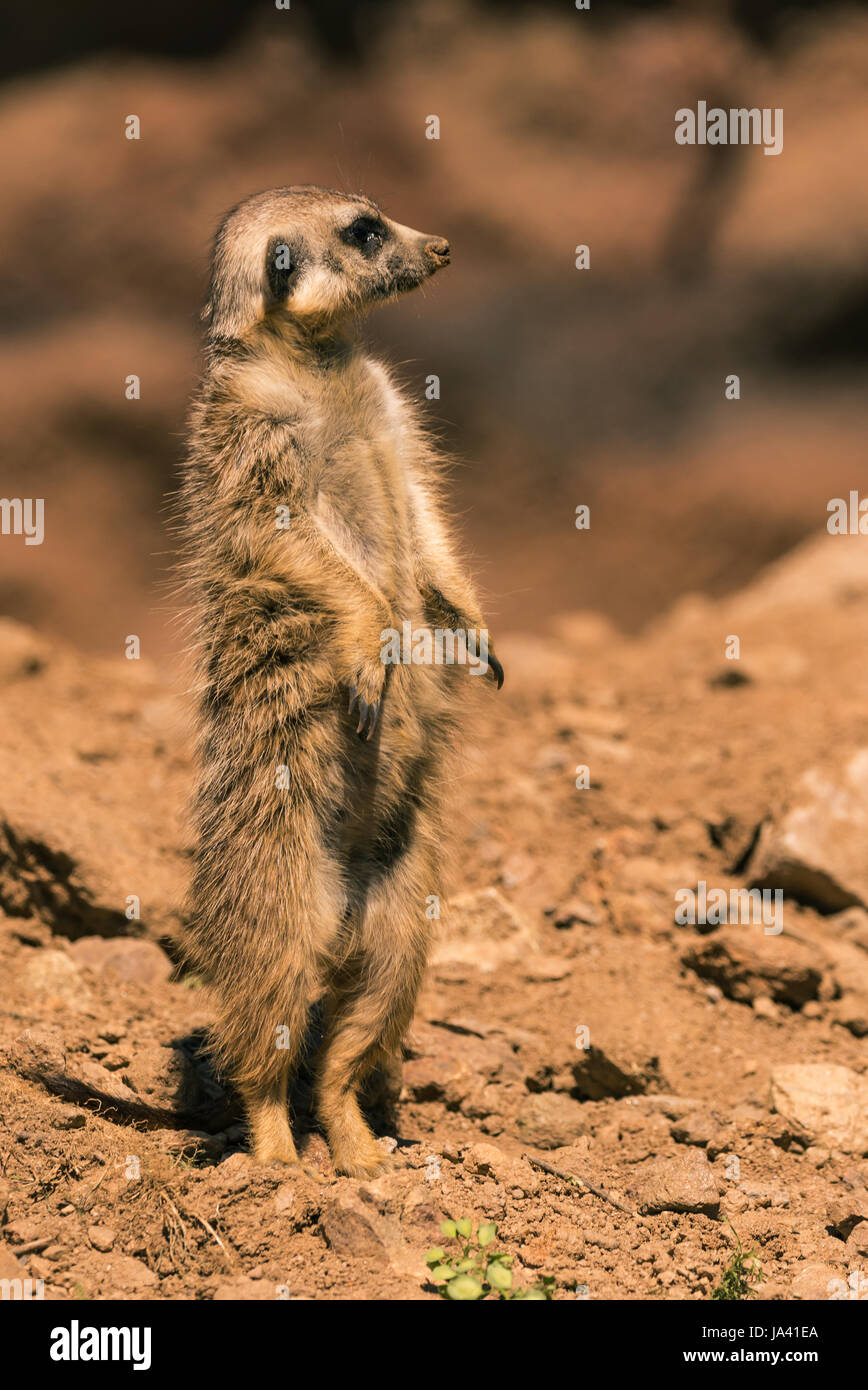 Vertikale Foto des einzigen männlichen Surikata auf der Hut. Tier steht auf senden mit mehreren Steinen und ein unscharfer Felsen im Hintergrund. Säugetier hat ein schönes Fell ein Stockfoto