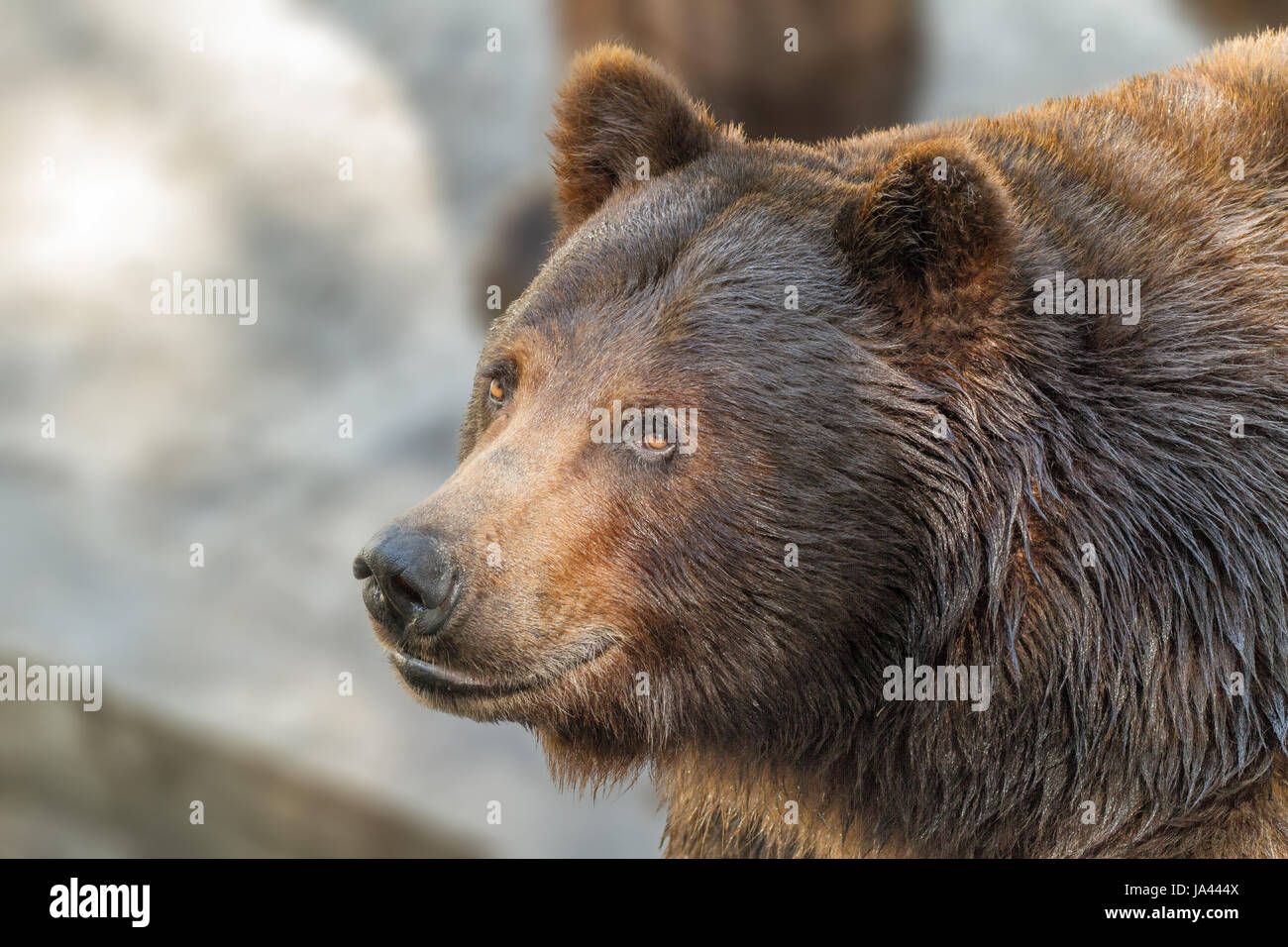 Bild einer tierischen Fang ein großer Braunbär Raubtier Stockfoto