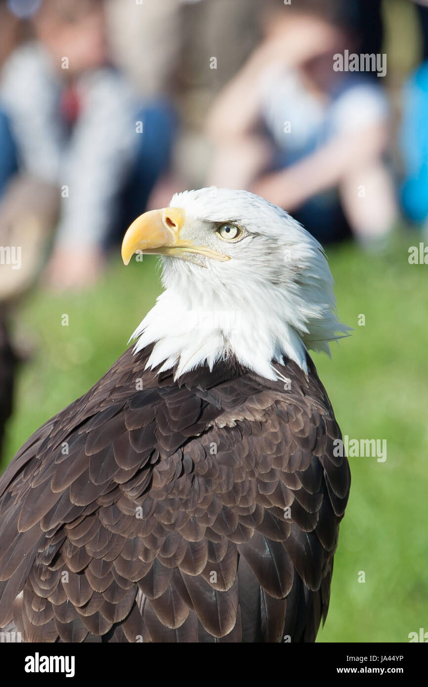 Porträt der Weißkopfseeadler (haliaeetus leucocephalus) Stockfoto