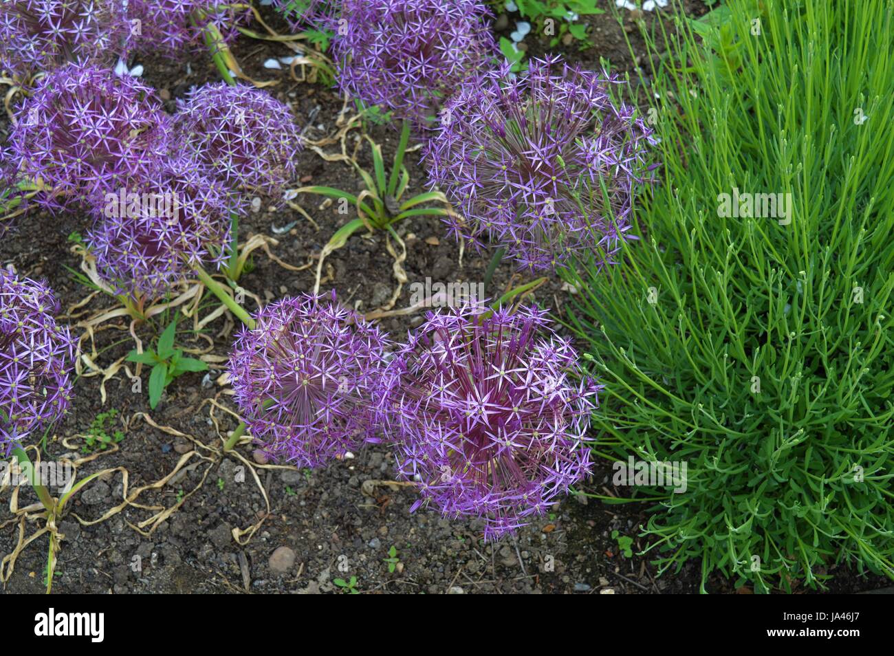 National Memorial Arboretum Stockfoto