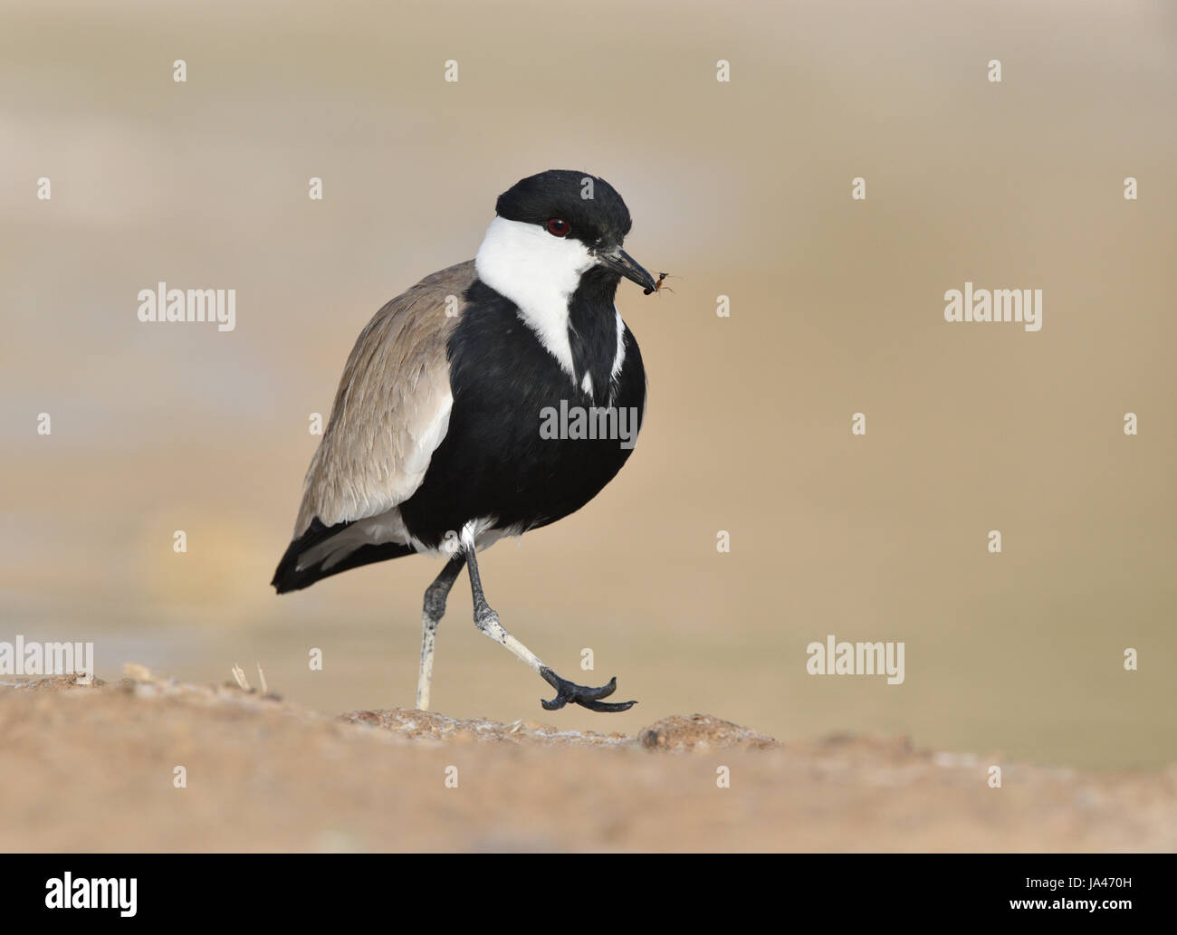 Sporn-winged Plover - Vanellus spinosus Stockfoto