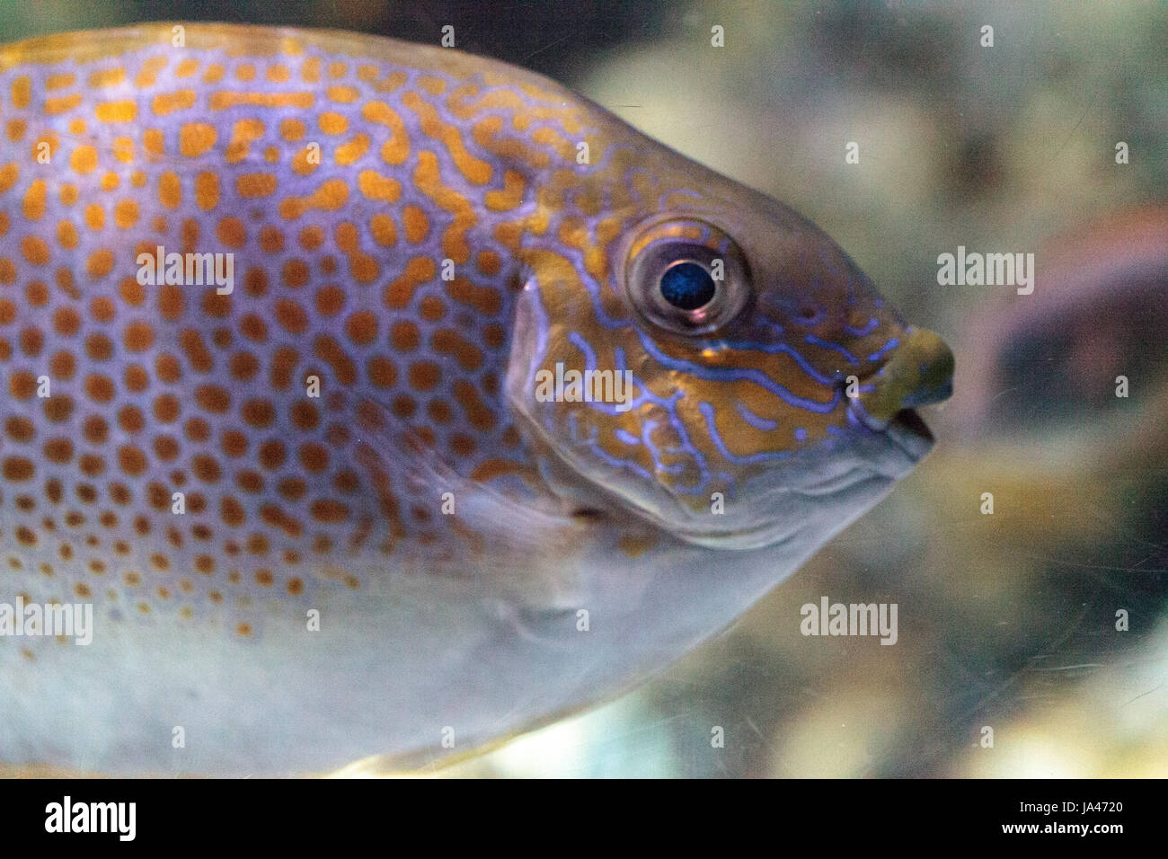 Nahaufnahme des Auges ein Yellowspot Kaninchen Siganus Guttatus in einem Korallenriff. Stockfoto