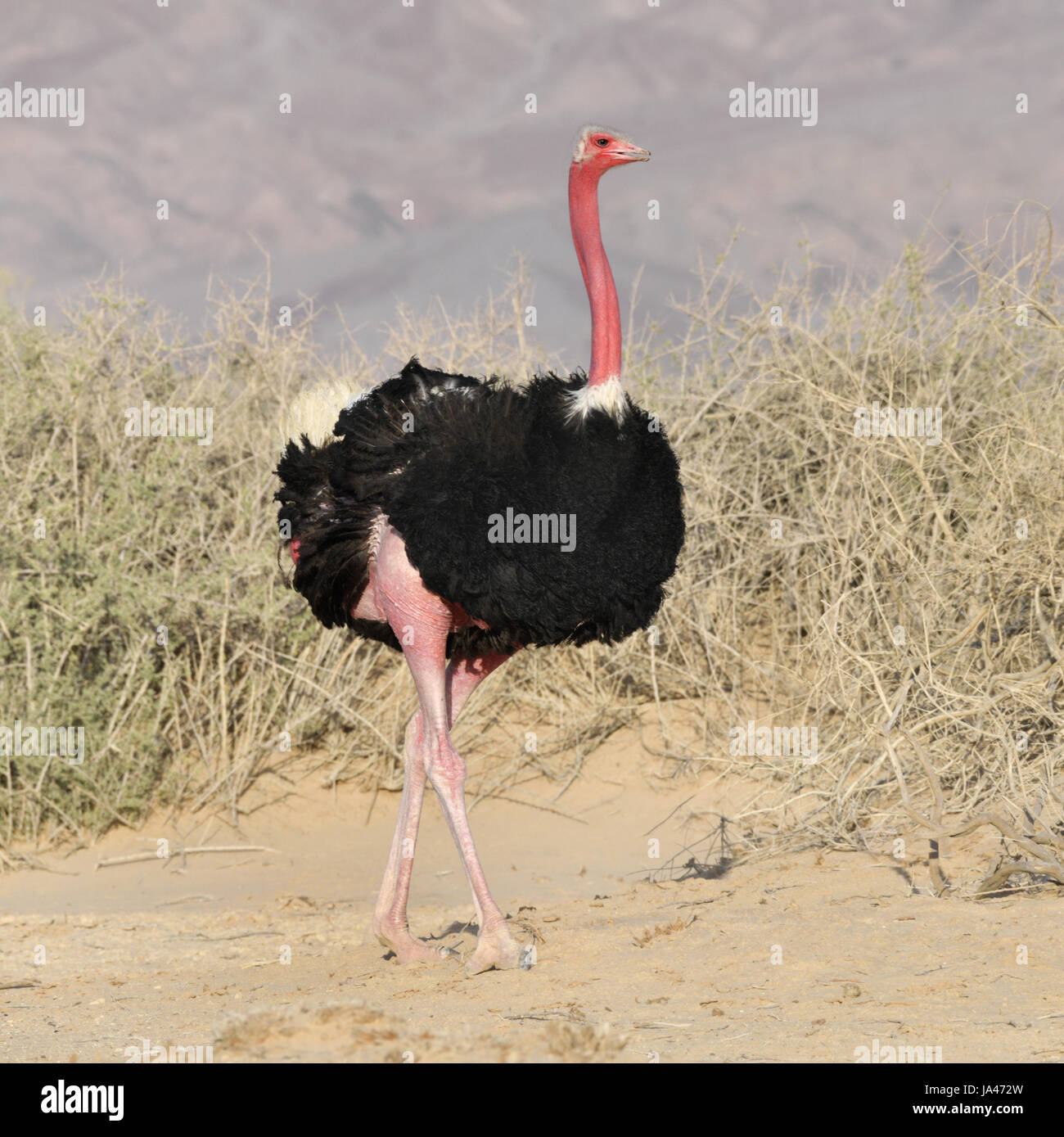 Strauß Struthio Camelus camelus Stockfotografie Alamy